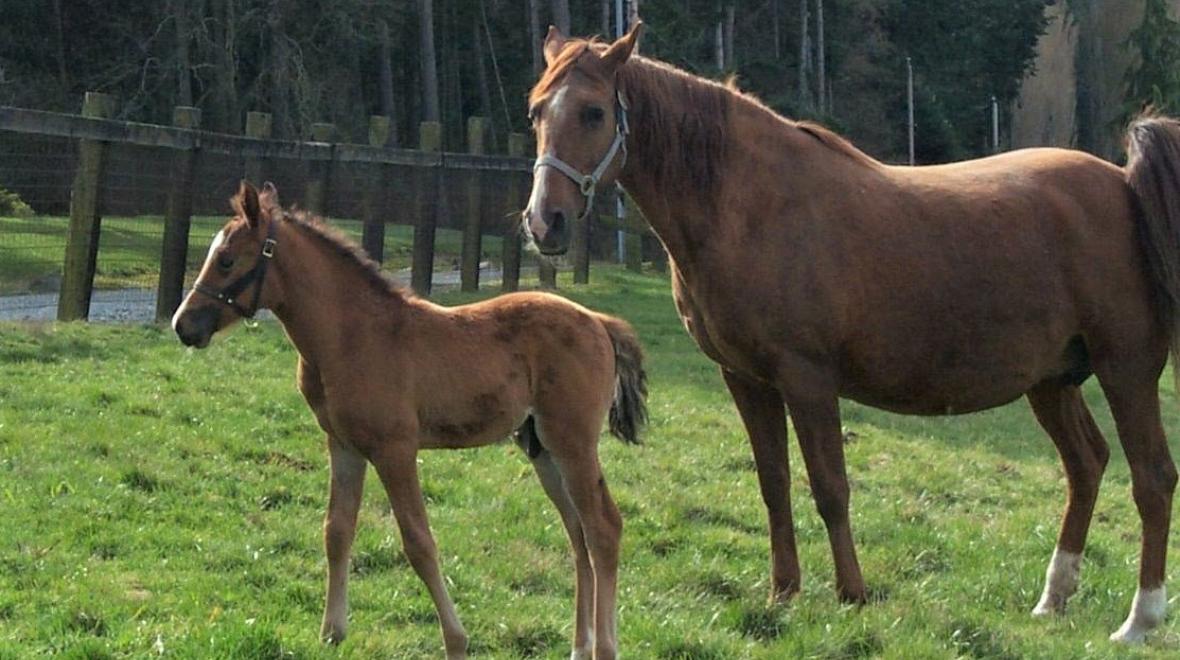 Mare and foal in a pasture at Wildwood Farm Bed and Breakfast in Oak Harbor, Washington; farm stays for Seattle area families