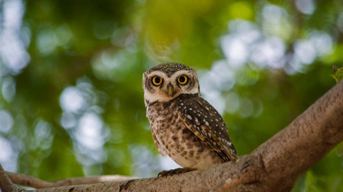 Owl you might see at Lewis Creek Park in Bellevue great spots for spring family hikes
