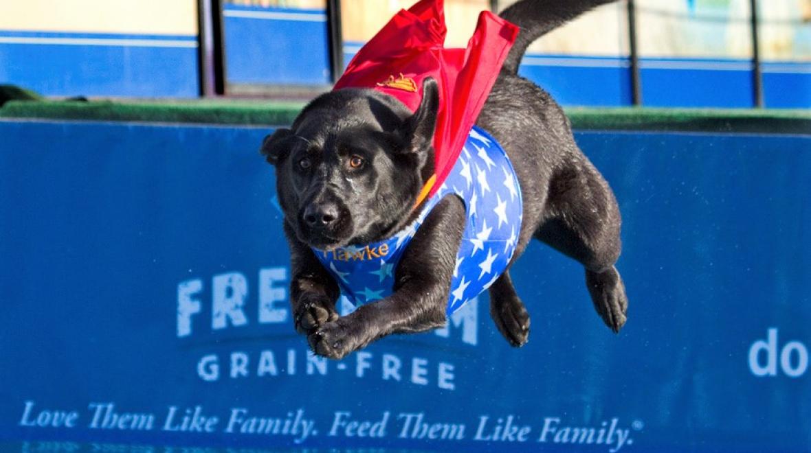 A black dog wears a red cape while seeming to fly through the air as part of the Dock Dogs show at the Washington State Spring Fair in Puyallup