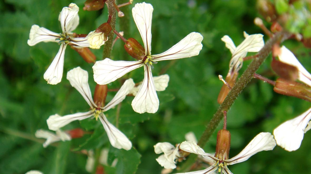 Close-up photo of eruca vesicaria, flowers of the arugula plant