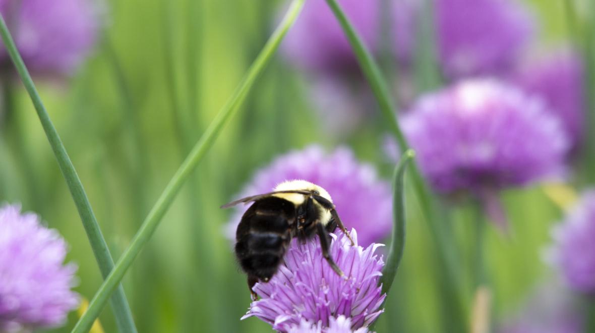 A bee collects pollen from a chive blossom