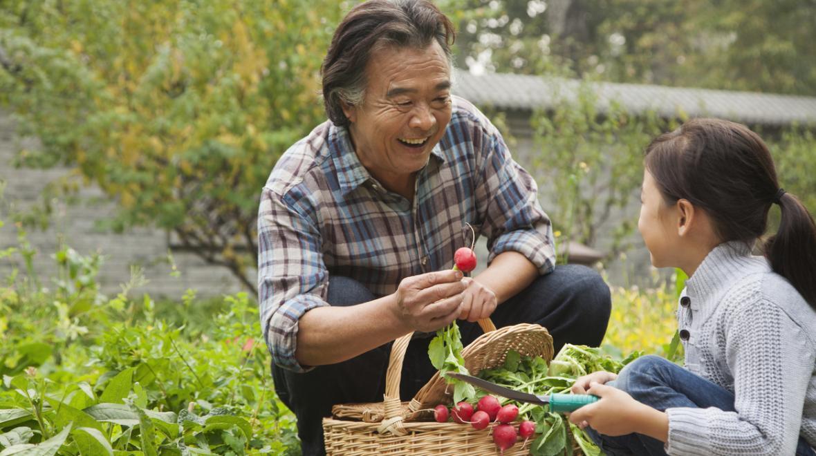 grandfather and granddaughter harvesting radishes 