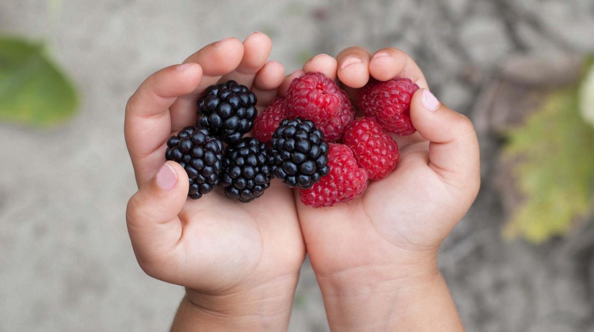 closeup of raspberries and blackberries in a child's cupped hands