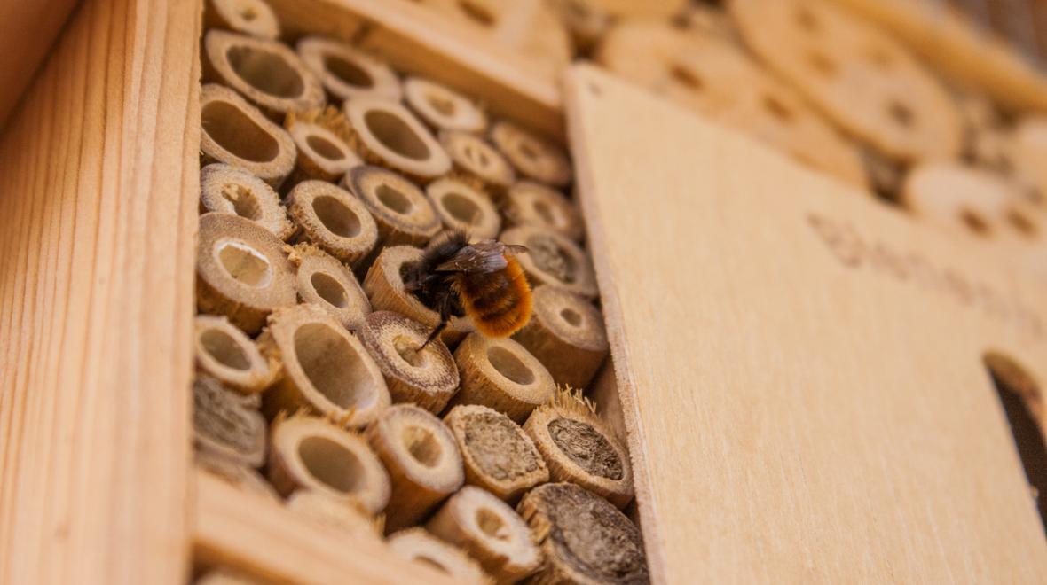 closeup of a bee in a wild bee house