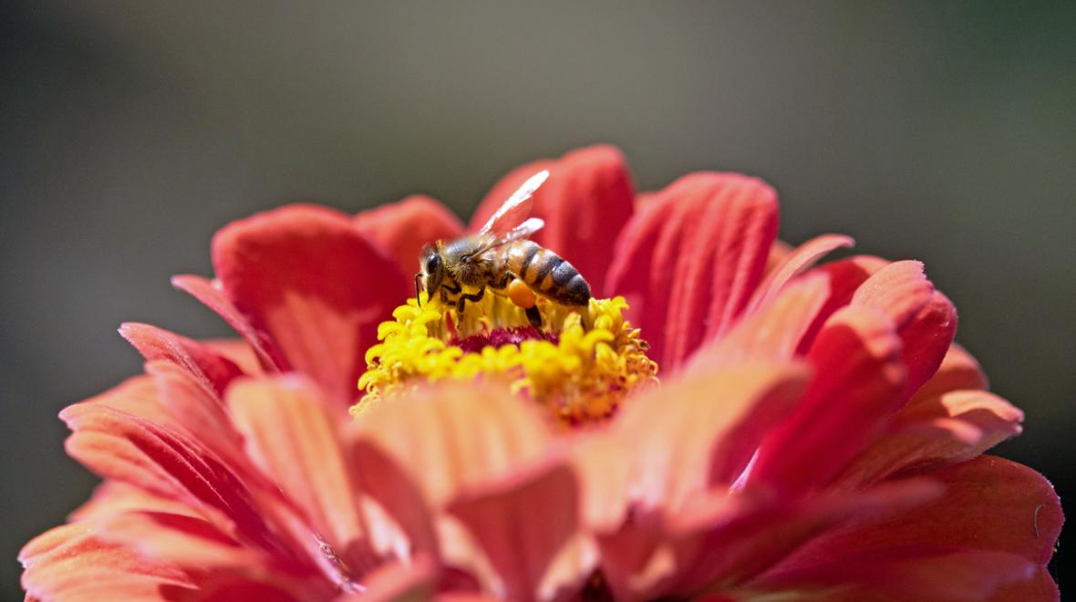 A bee collects pollen in a pink zinnia flower