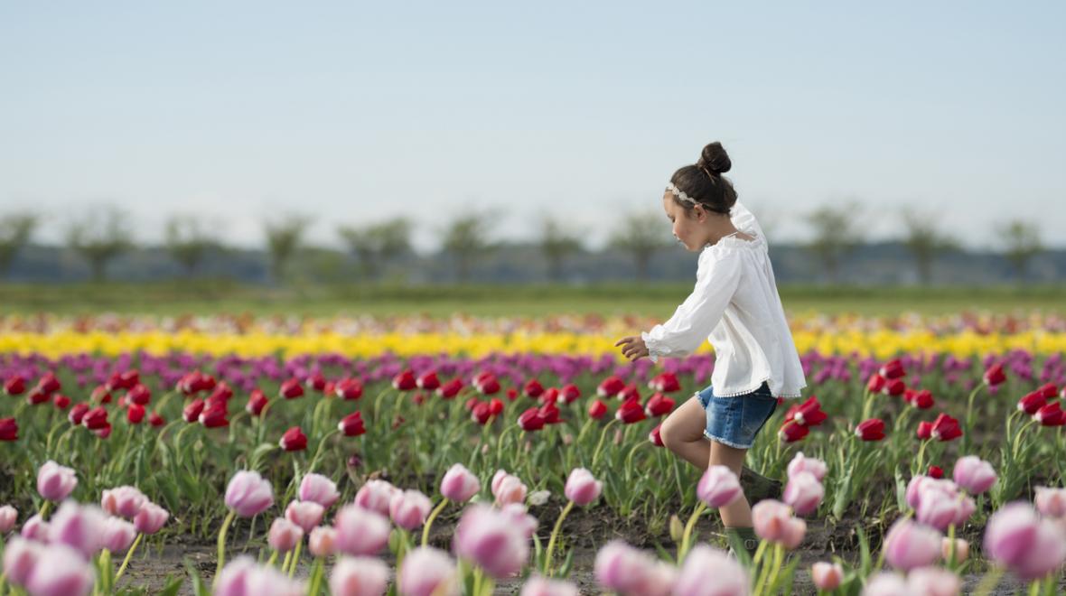 Girl walking through field of tulips during the Skagit Valley tulip festival spring day trips seattle-area families