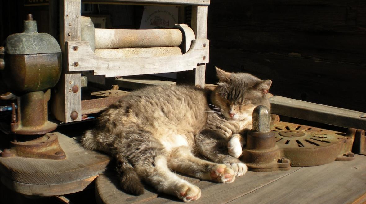 cat lounges at Pioneer Farm Museum and Ohop Indian Village best farms and petting zoos for seattle area kids and families