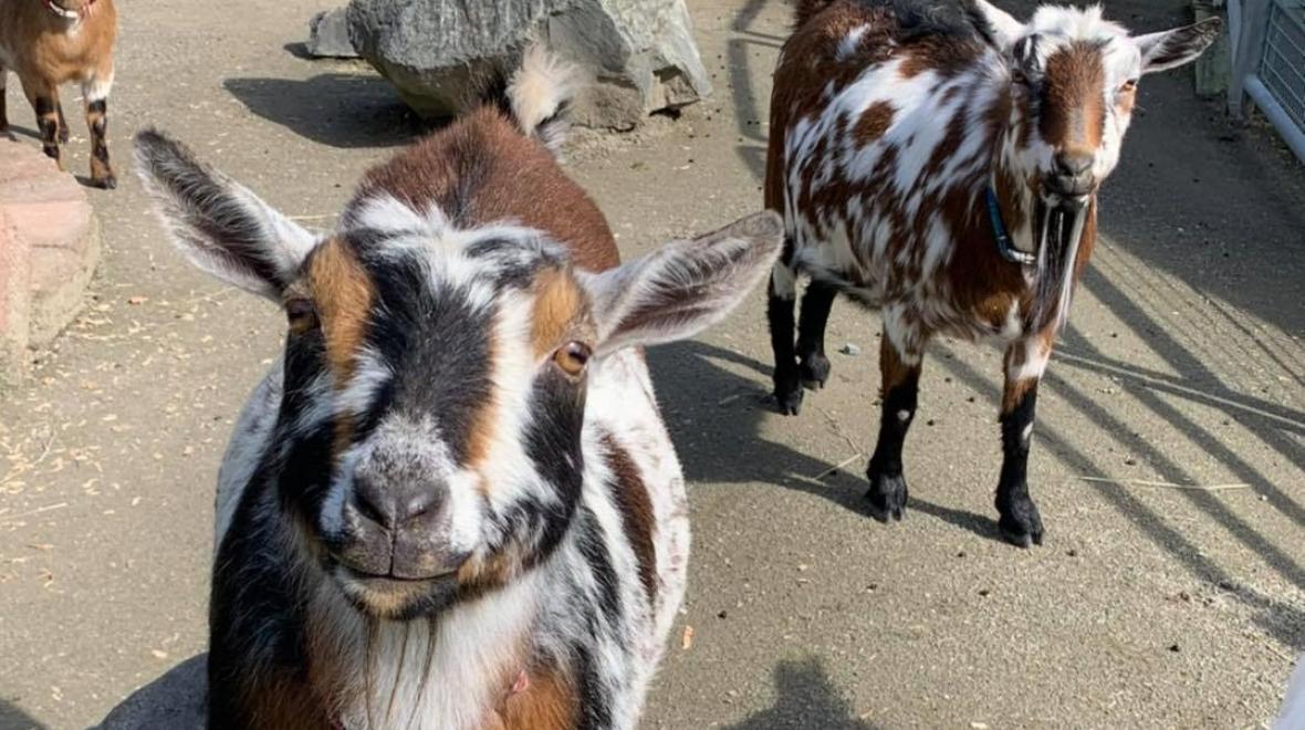 Friendly goats at Point Defiance Zoo and Aquarium's goat exhibit best farms and petting zoos for seattle area families