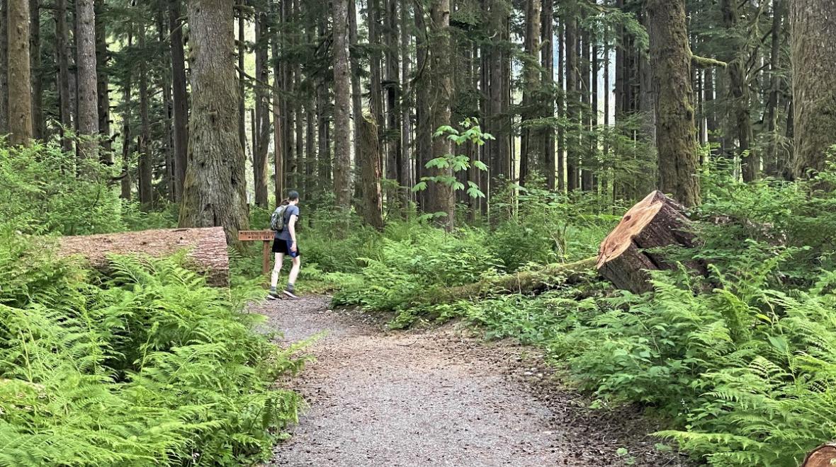 A young hiker hikes along the family-friendly and ADA accessible Camp Brown Trail along the Middle Fork Road near Seattle