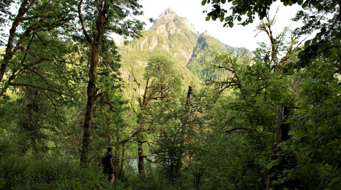 Young hiker looking up at the view from the Oxbow Loop trail family hikes near Seattle along the middle forlk Snoqualmie Road.
