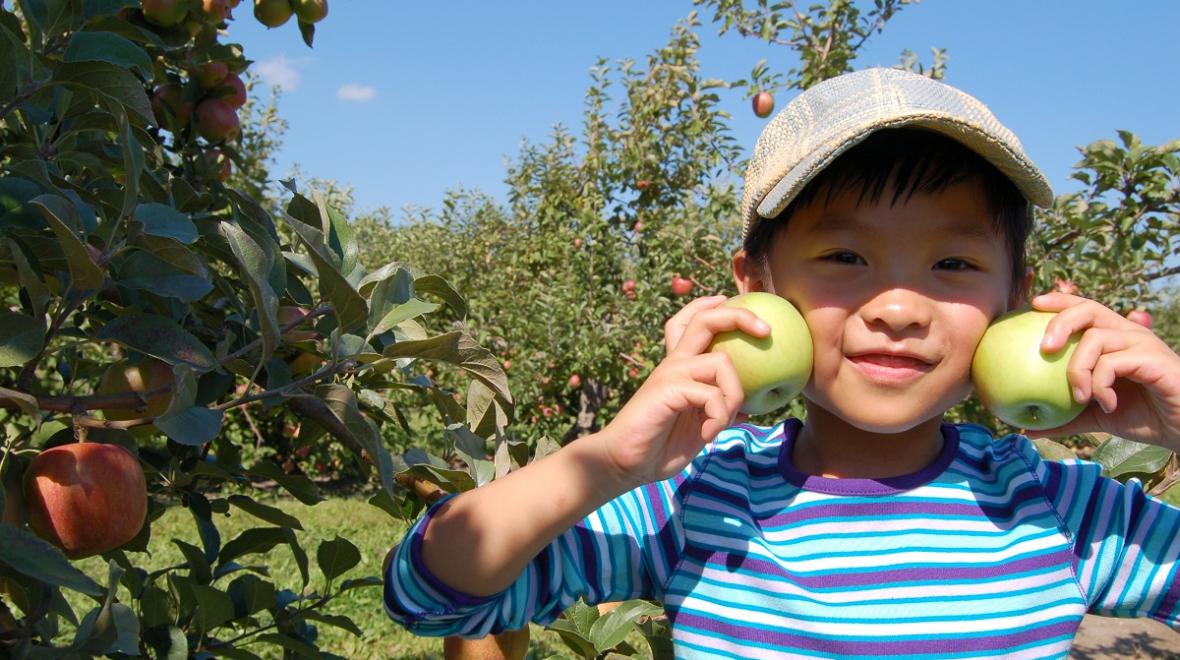Cute young boy in hat and striped shirt picking apples in a Washington apple orchard best places to pick apples with Seattle kdis