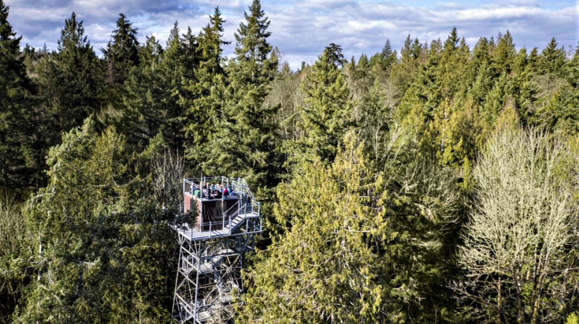 IslandWood's canopy tower seen from the distance. People climb to the top of a fire lookout style tower to see over the top of the tree canopy
