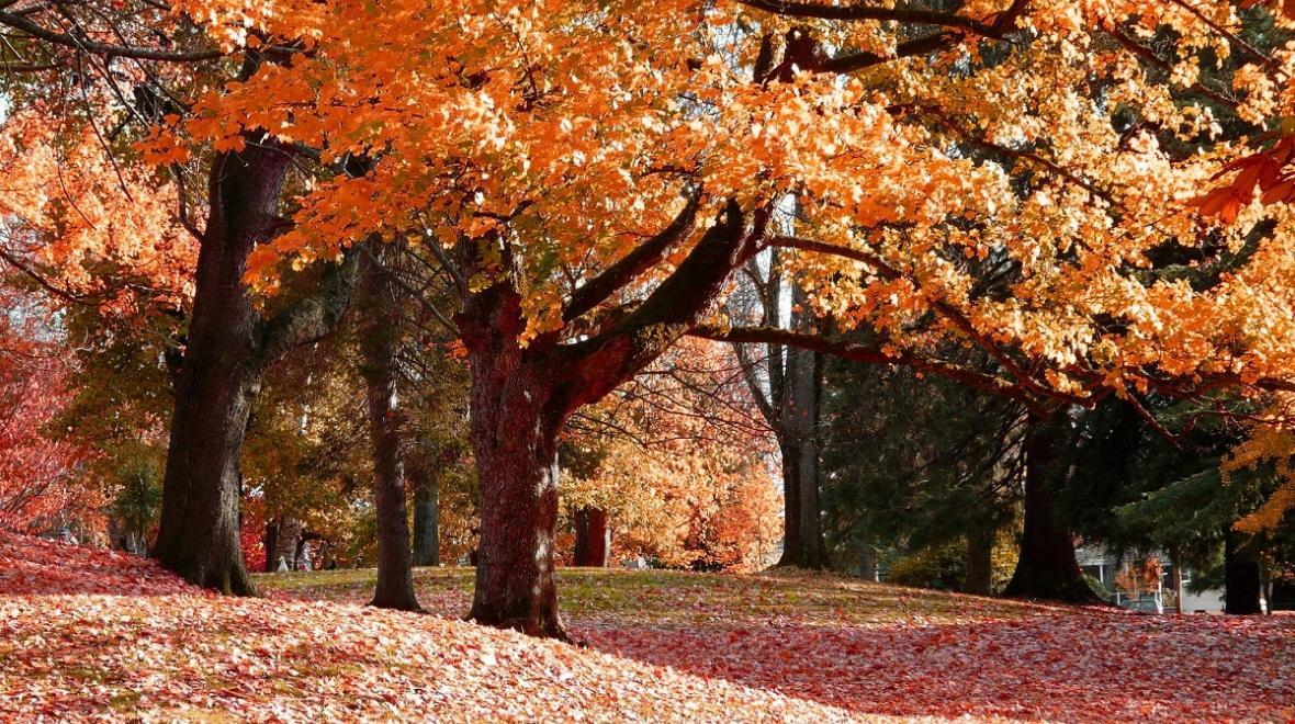 Fall colors in Wright Park tacoma