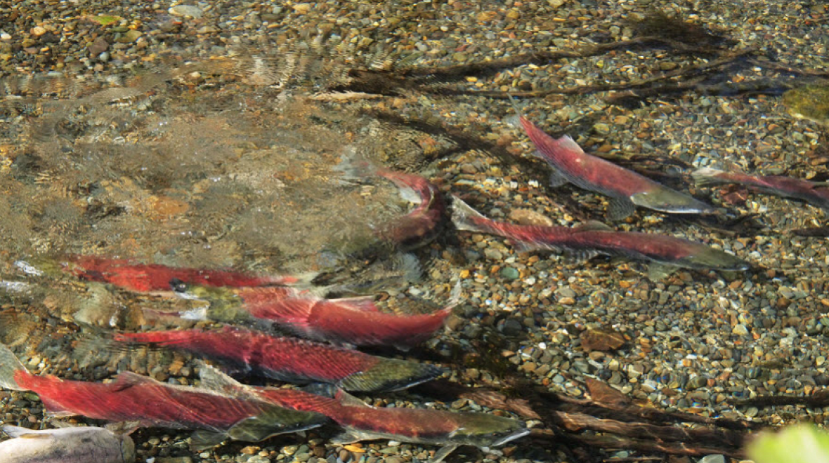 red cedar river salmon