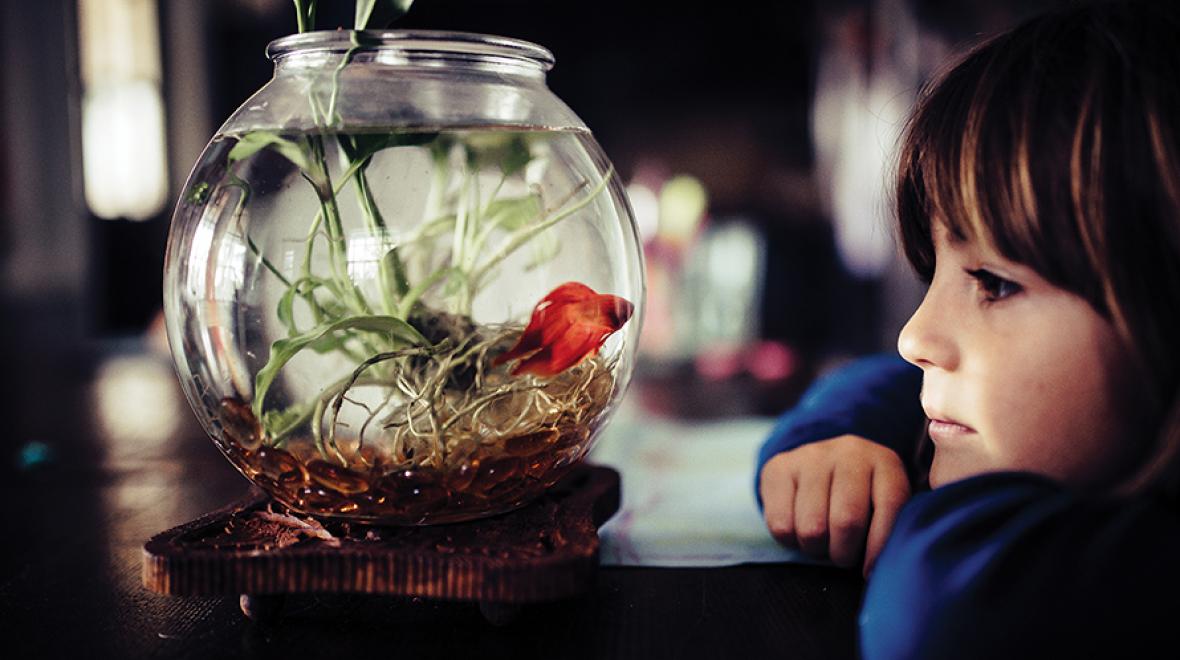 little kid staring into a fishbowl containing a plant and a red-orange beta fish