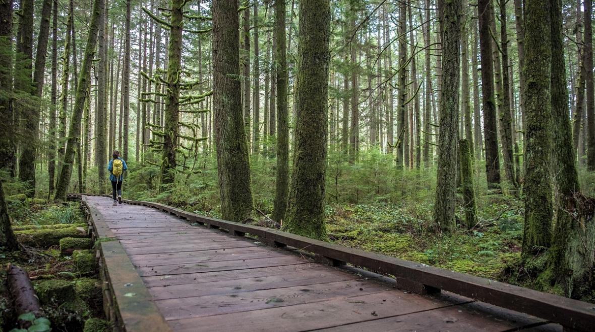 View of a hiker walking on a boardwalk along the Grand Ridge Trail near Sammamish and Issaquah Washington outside Seattle