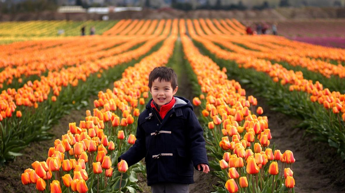 A young boy in a brown toggle coat poses in front of a field of gorgeous tulips during the Skagit Valley Tulip Festival held in April every year