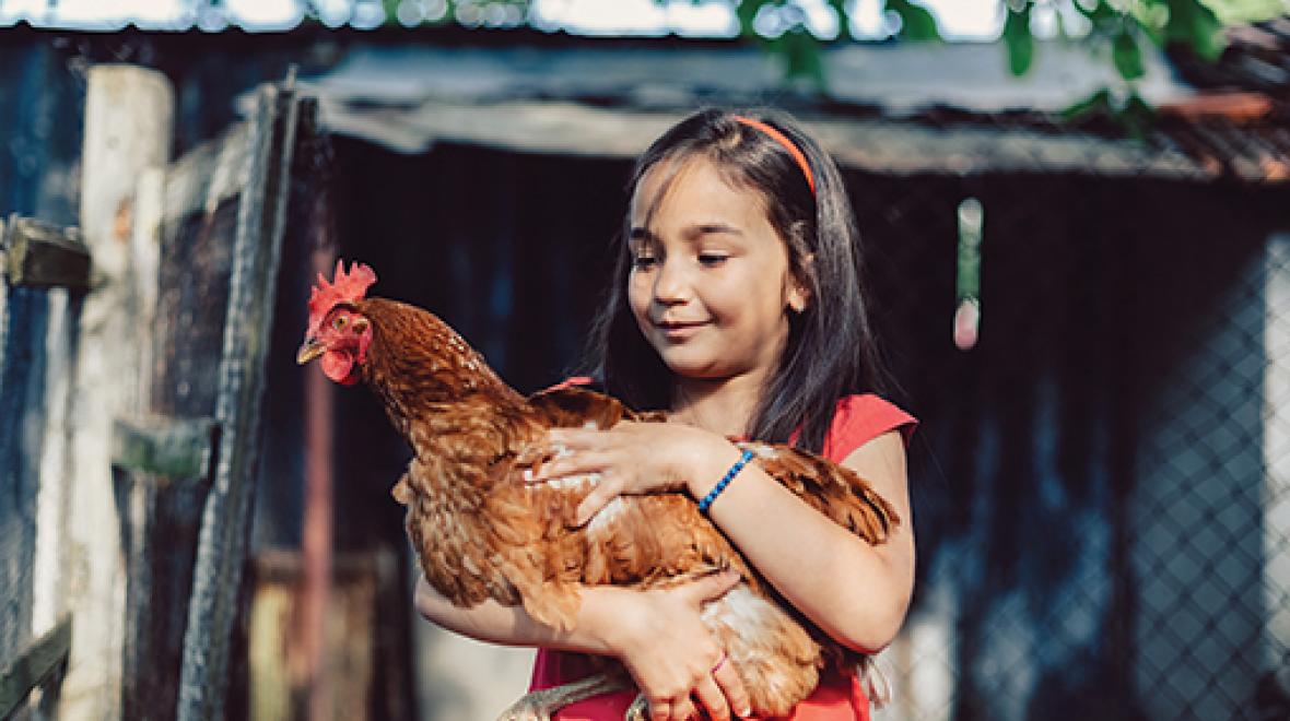Cute young girl holding a brown hen
