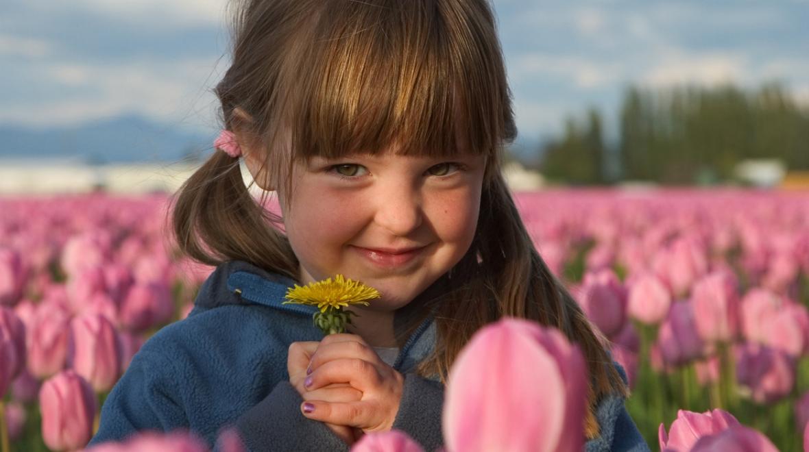 Young girl in a field of pink tulips holding a yellow dandelion 