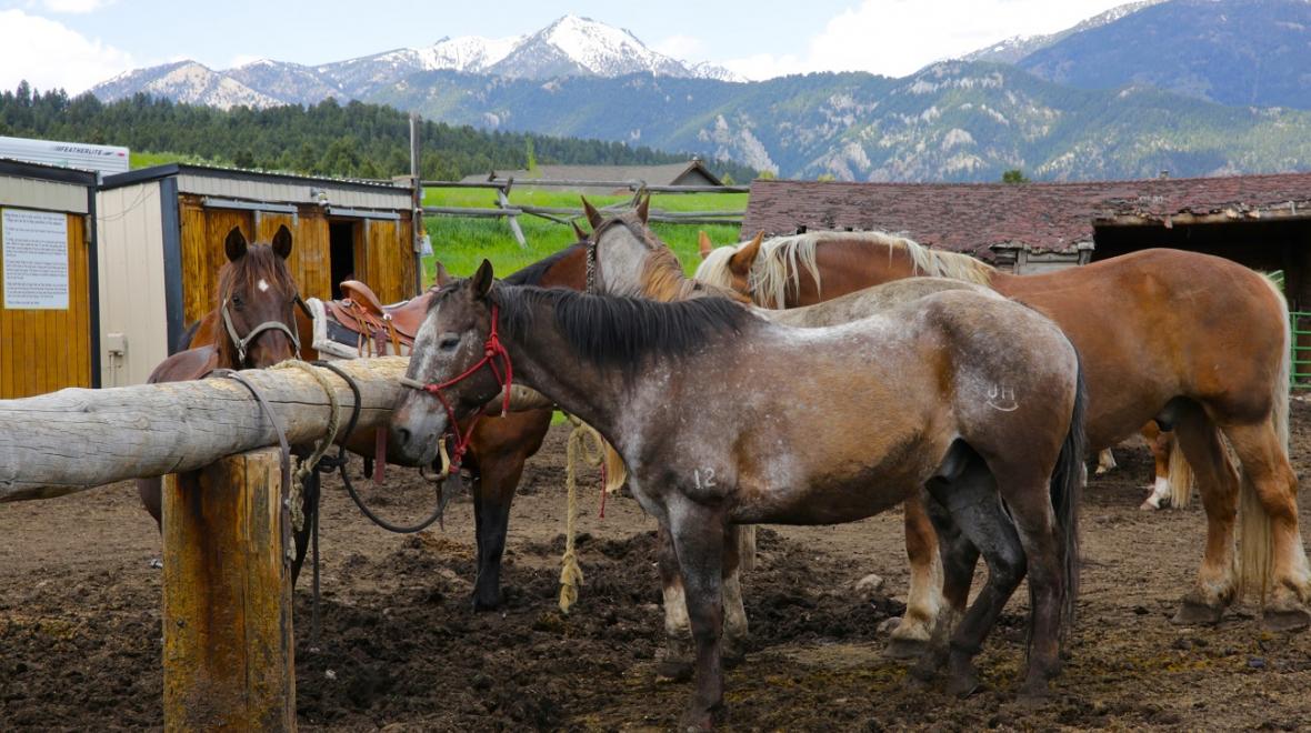 Horses at a ranch in Big Sky Montana, Pacific northwest road trip destination for Seattle area families