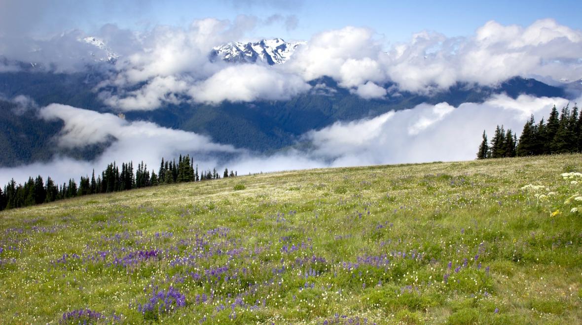 View of a wildflower meadow at Hurricane Ridge with Olympic Mountain peaks obscured by clouds in the background; best wildflower hikes for Seattle families