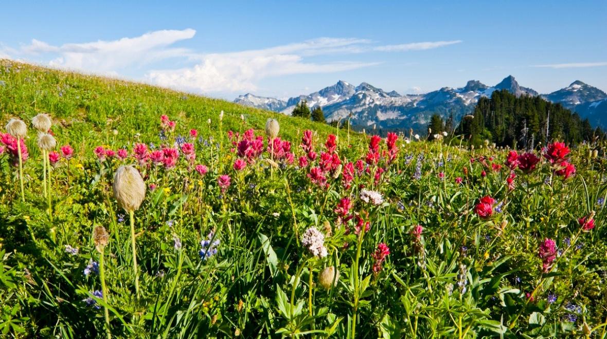 View of Indian Paintbrush wildflowers in a meadow near Mount Rainier with mountain peaks in the background; best wildflower hikes for Seattle families