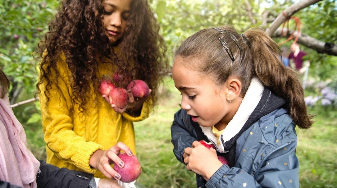 Girls picking apples and putting them in a basket at a U-pick apple orchard near Wenatchee Washington, apple capital of the world and four-season destination for Seattle families