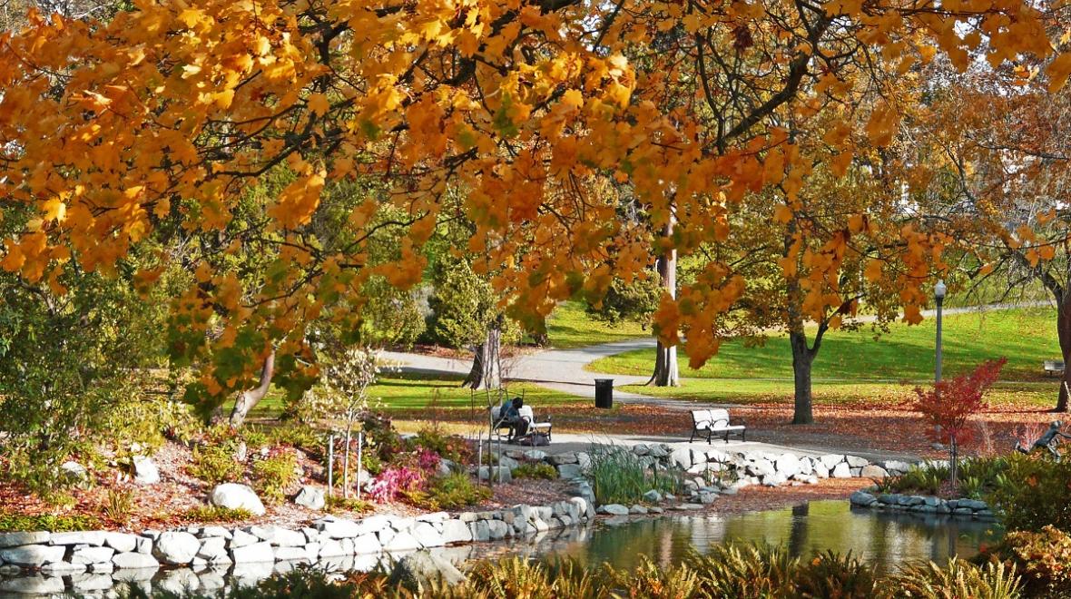fall leaves in Tacoma's Wright Park best fall hikes south sound kids and families