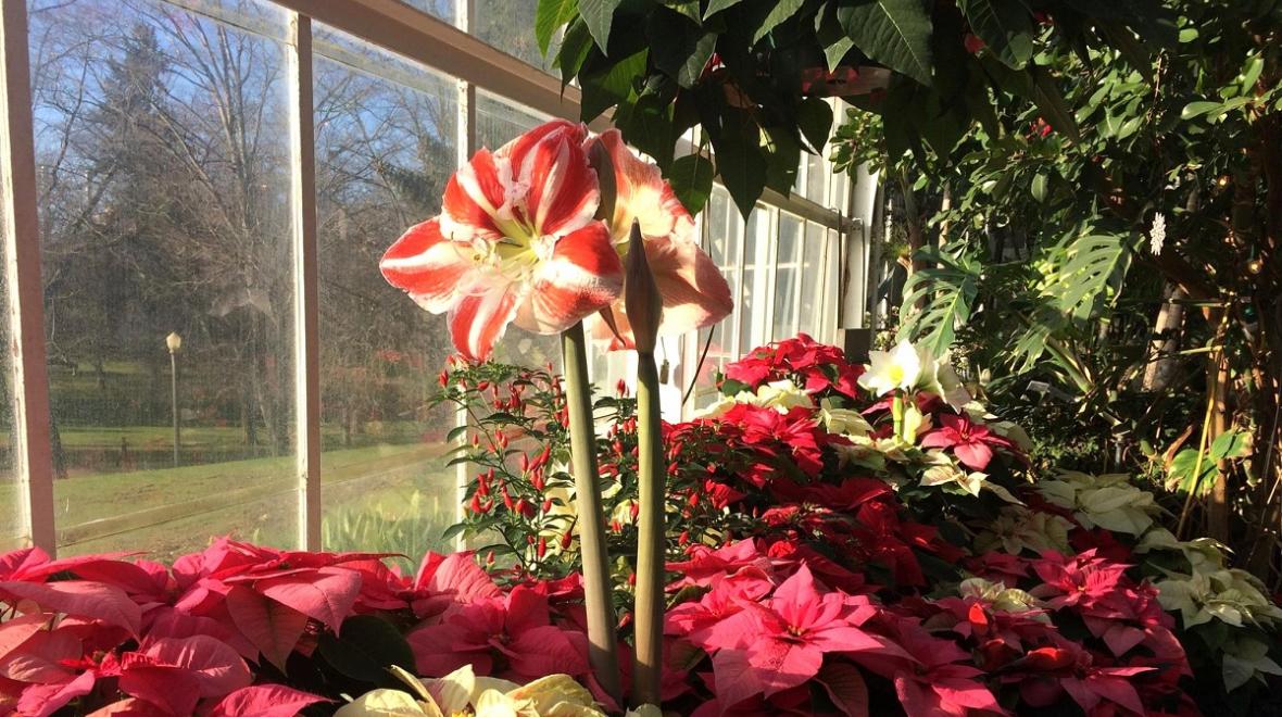 View of red and green plants next to glass walls of the W.W. Seymour Botanical Conservatory in Tacoma's Wright Park