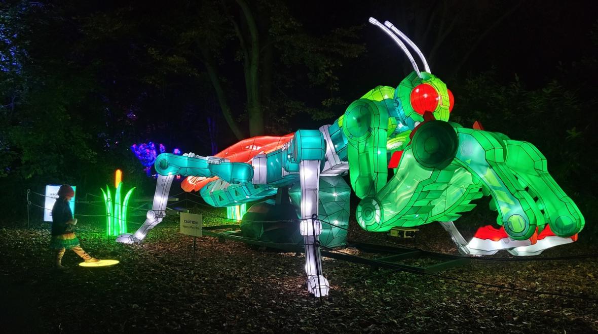 An giant interactive praying mantis lantern at Woodland Park Zoo's 2022 WildLanterns show