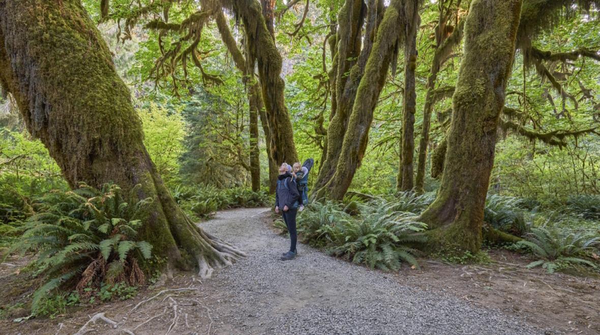 Parent with a baby in a backpack in the Hoh rain forest