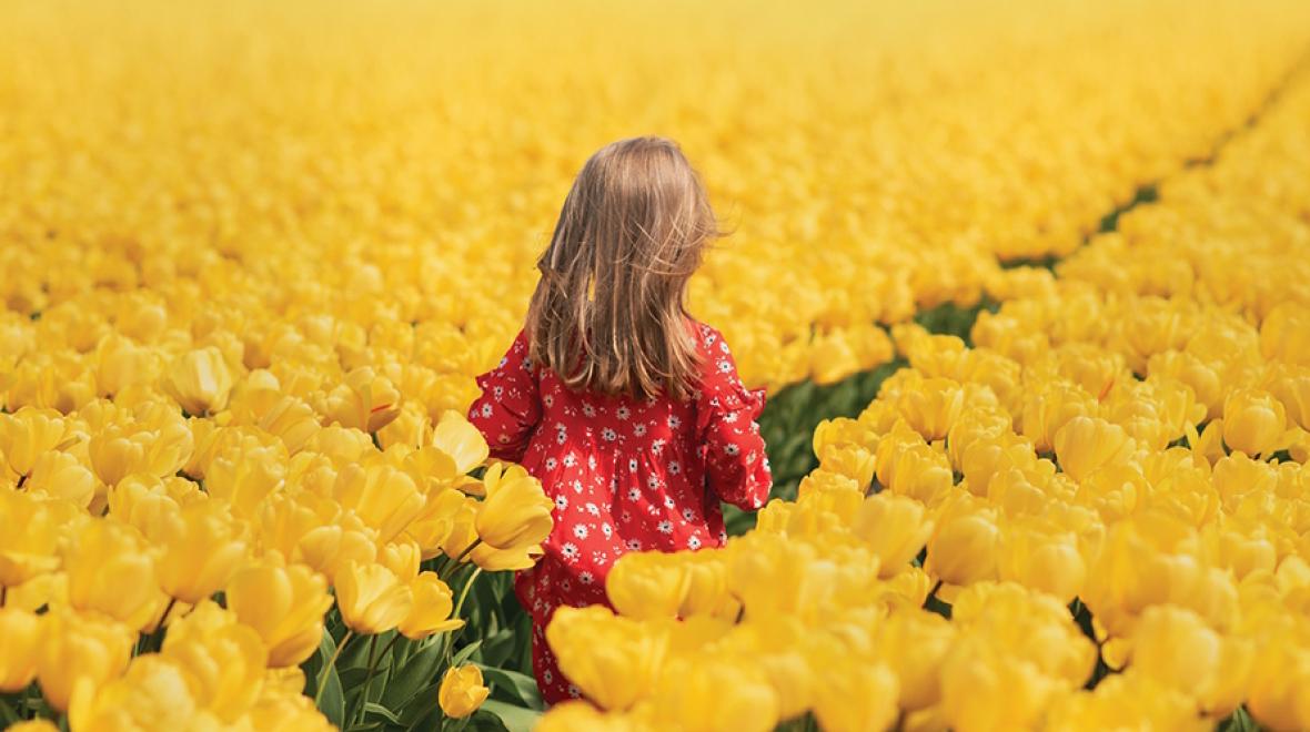 Young girl walking through a thick field of daffodils 