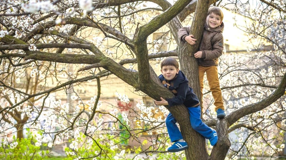 Two boys brothers or friends about age 7 or 8 climb a tree that's blooming cherry blossoms during spring break in Seattle best activities for kids and families