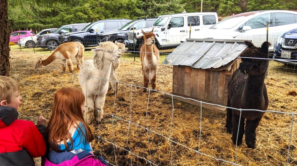 Two young children standing next to a wire fence looking at llamas at a farm
