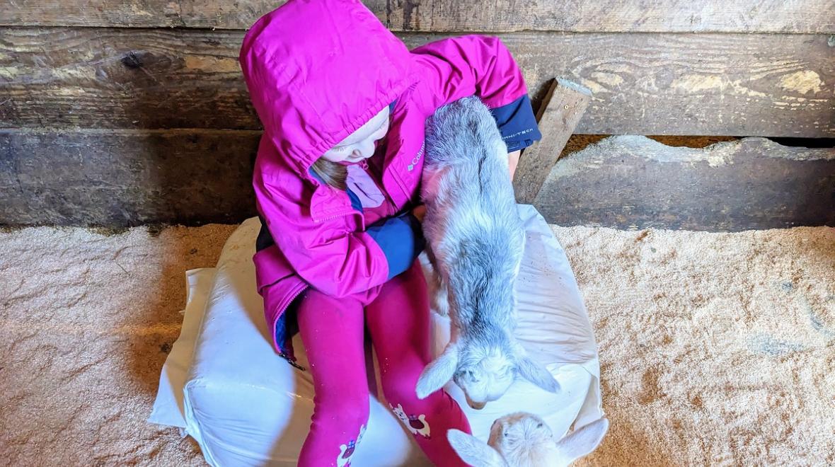 A young visitor to Pivot Farm in Redmond wears a pink jacket and tries to hold on to a baby goat, among sweet farms to visit with kids near Seattle