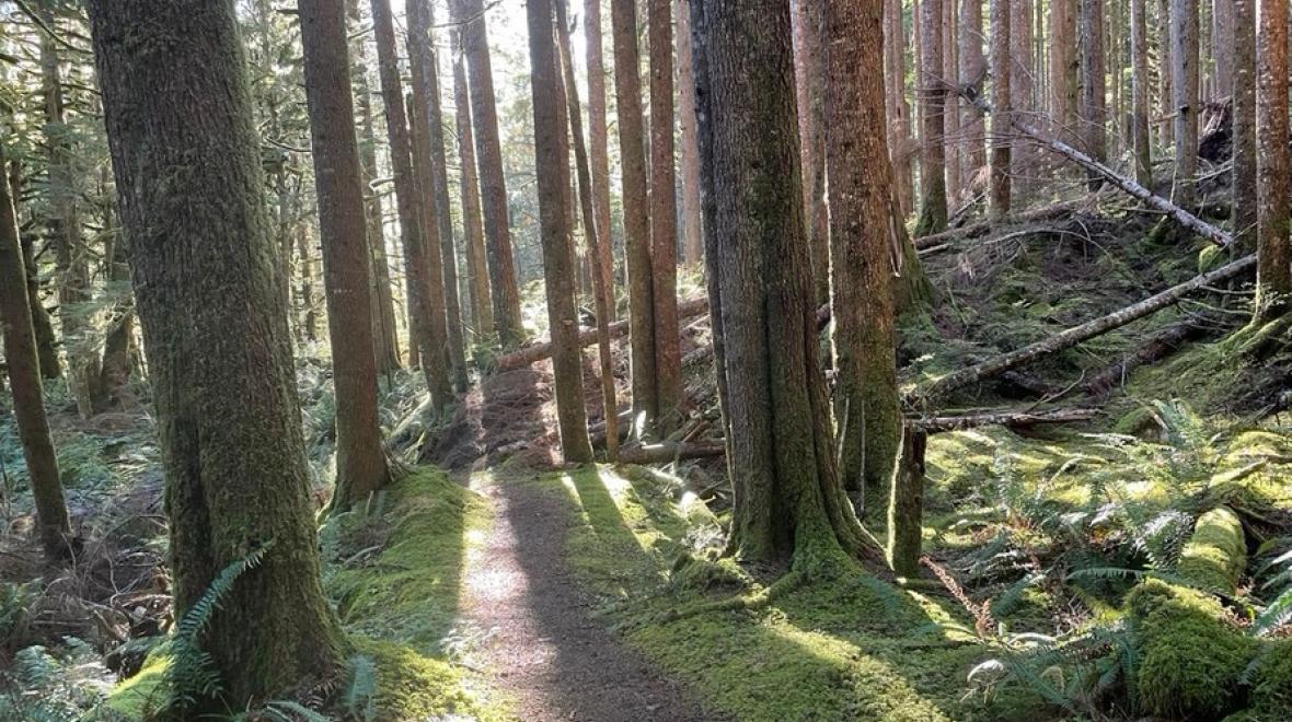 Tall trees with sunlight shinning through and a trail through the woods