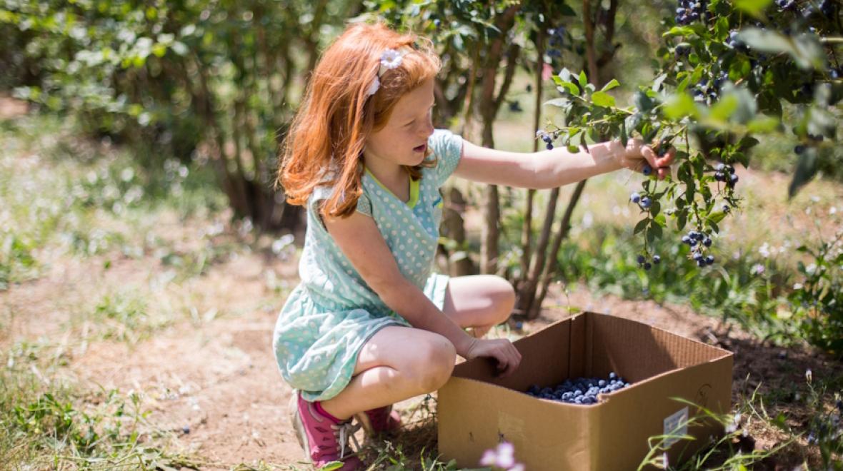 Young girl picking blueberries on a day trip with her family