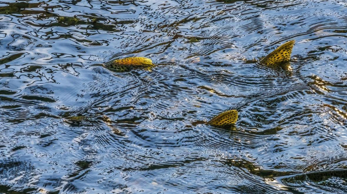 Where to see spawning salmon around Seattle and the Puget Sound region