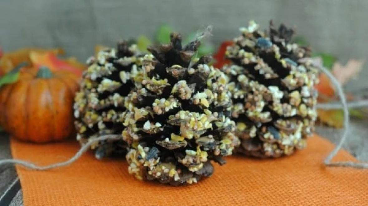pinecones covered with peanut butter and bird seed and turned into birdfeeders
