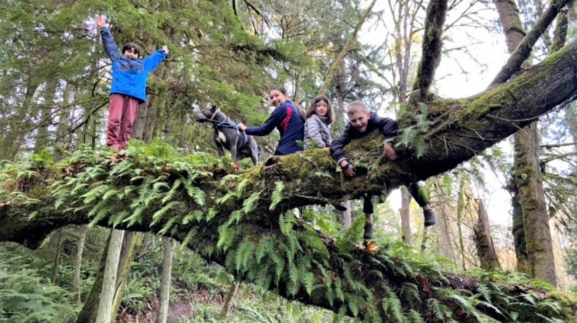 Kids hiking on Bainbridge Island among ferns and giant leaning tree trunks