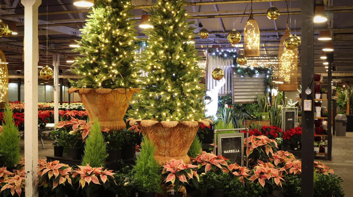 View of decorations, lights and plants at Woodinville's Molbak's Nursery invites all for holiday cheer