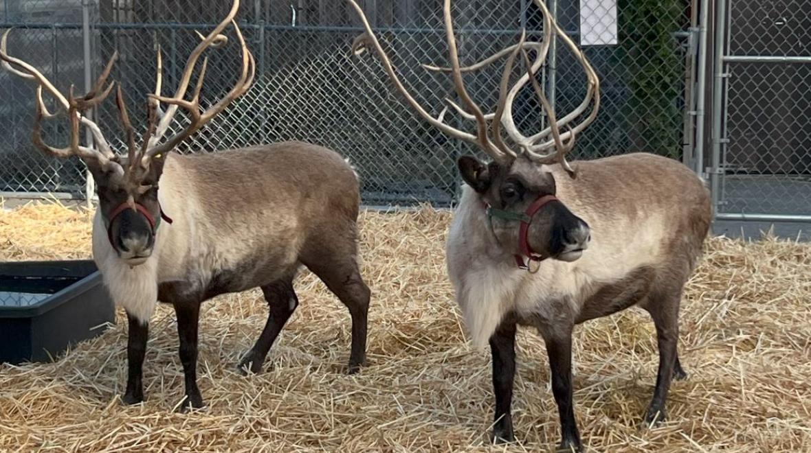 Free Seattle holiday events Reindeer friends Donder and Blitzen at Watson’s Greenhouse in Puyallup fun for Puget Sound area families