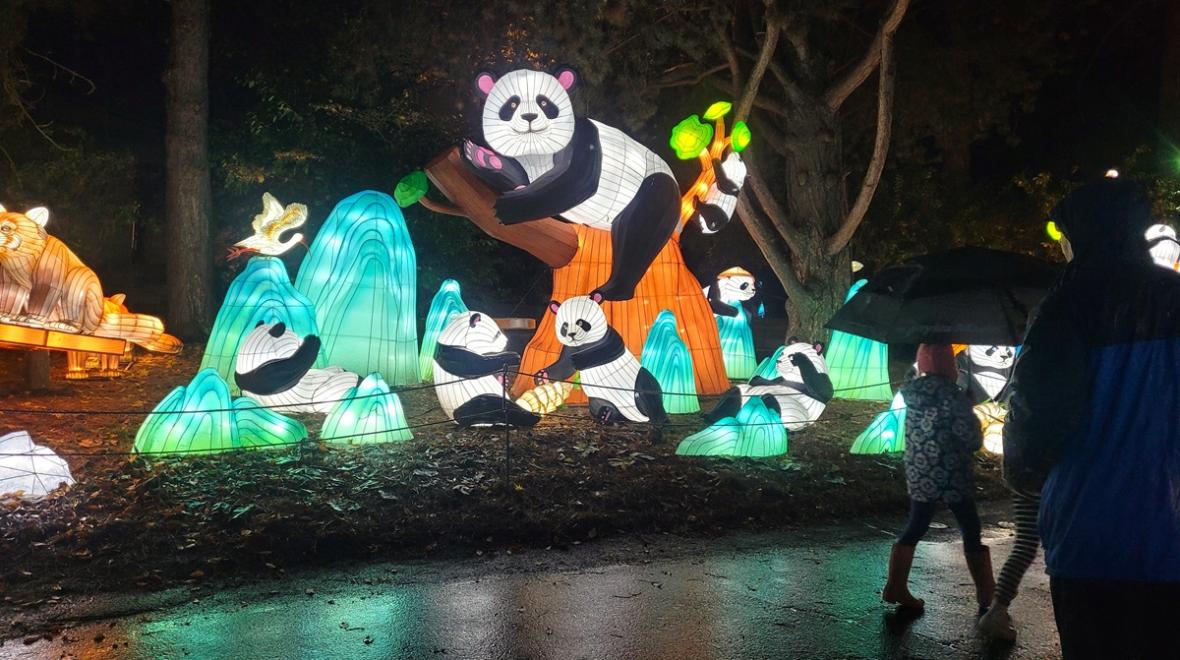 Woodland Park Zoo's WildLanterns 2023 features panda lanterns in a tree