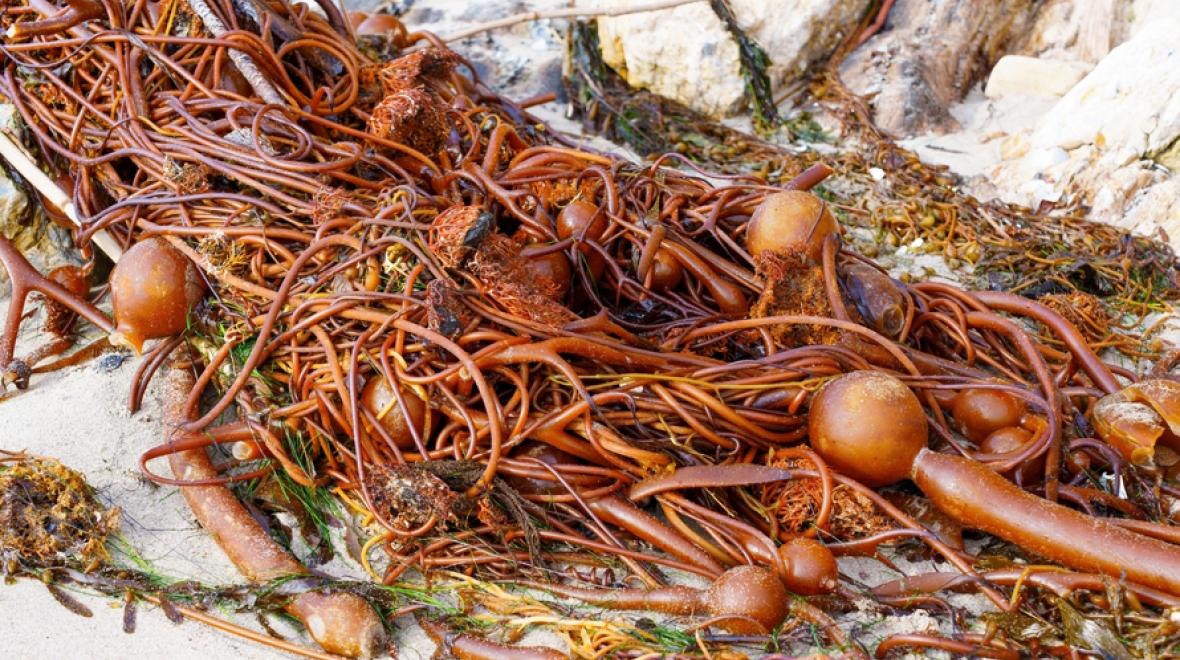 Pile of bull kelp on the beach in seattle tide pool