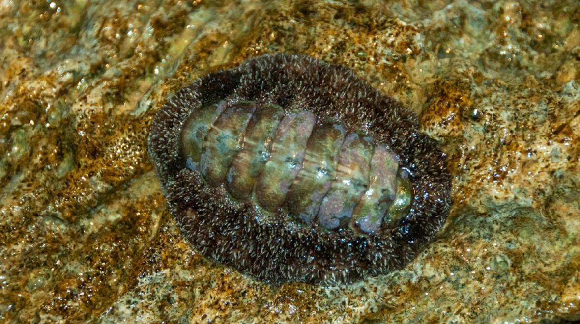 Chiton on a seattle beach tide pool