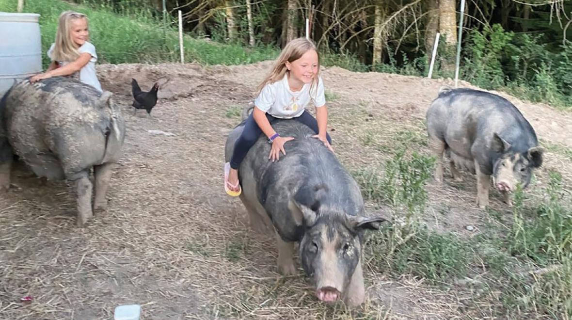 Young girls with large pigs outside. Farm vacation