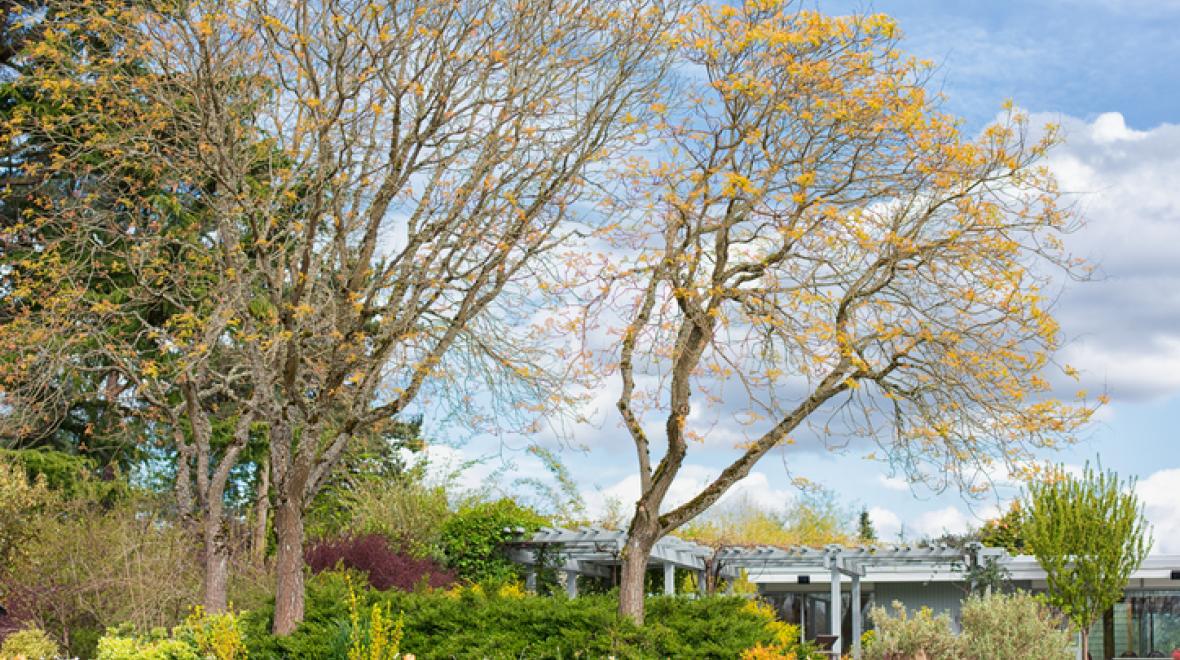 Bellevue Botanical Garden trees are blooming on a spring hike with kids near Seattle