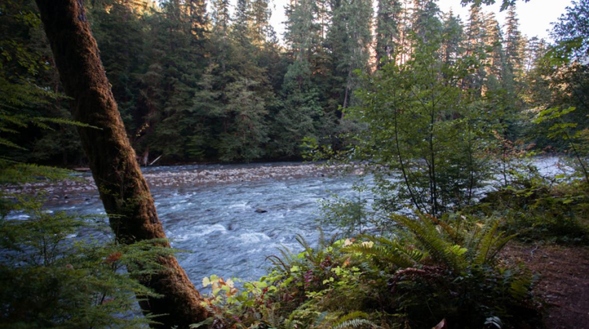 Cedar River Watershed is a great place to find a family-friendly hike near seattle in the spring