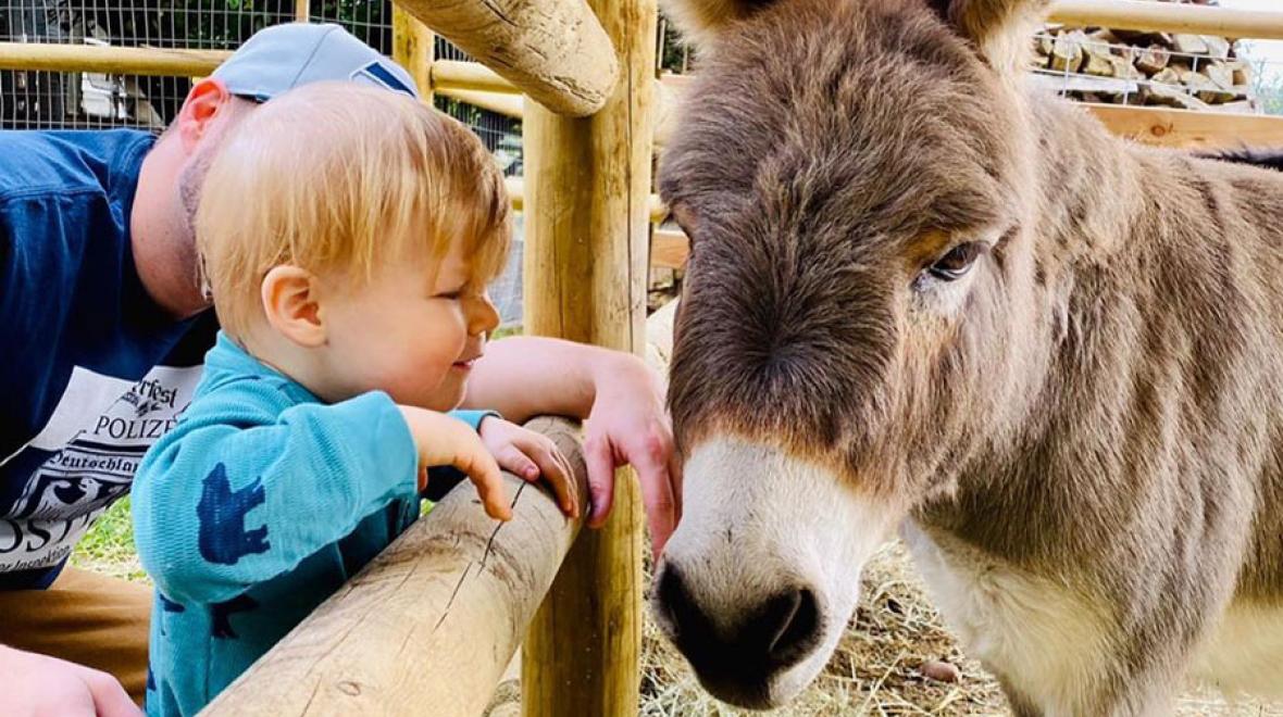 Little boy petting a donkey at Red Barn Farm in Redmond