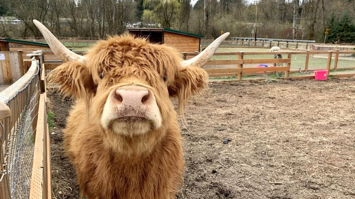 Sweet Frilly the cow lives at Sammamish Animal Sanctuary. Credit: Devon Hammer